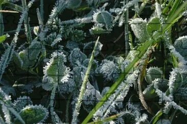 Leaves with rime ice jigsaw puzzle