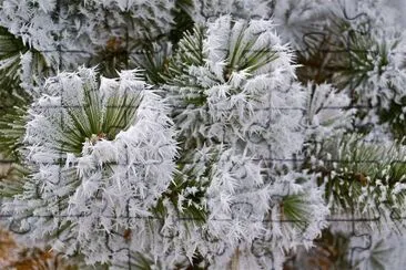 Frost on Pine trees