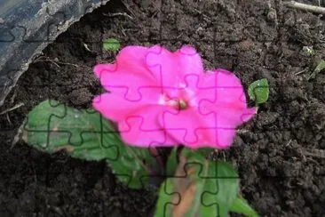Florzinha