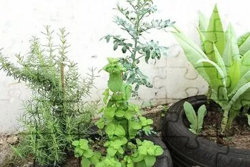 Plantinhas