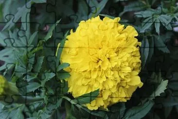 Amarela jigsaw puzzle