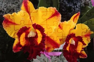 PENSAMIENTOS jigsaw puzzle