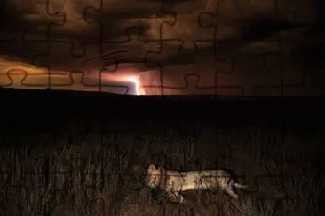 tigre