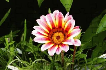 fiore jigsaw puzzle