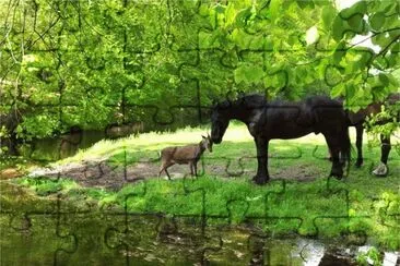 Horse and Roe Deer  Hilversum  the Netherlands