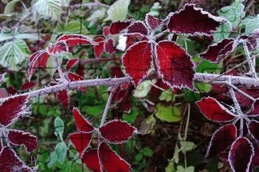 Winter Brambles