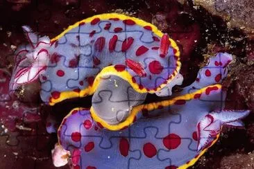 פאזל של Hyselodores Bennetti  ( Nudibranchs ) deep Sea