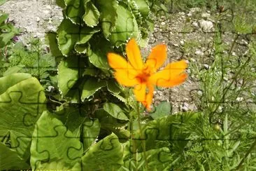 Dominican Flower