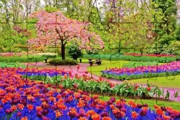 CEREZO EN EL JARDÃN
