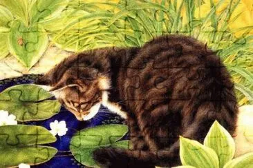 Gatos