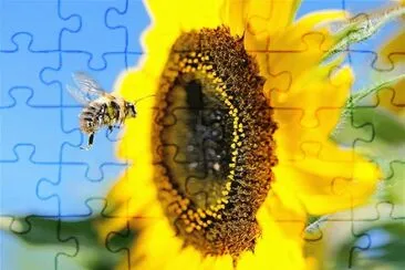 GIRASOL Y ABEJORRO EN PARIS jigsaw puzzle