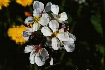 fiore di campagna jigsaw puzzle