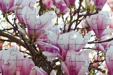 Sakura jigsaw puzzle