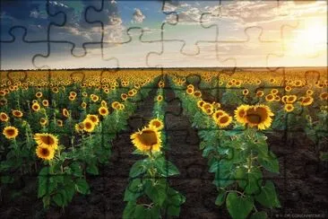 Sunflowers jigsaw puzzle