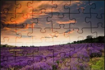 Lavenderfield jigsaw puzzle