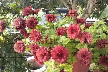 flores jigsaw puzzle