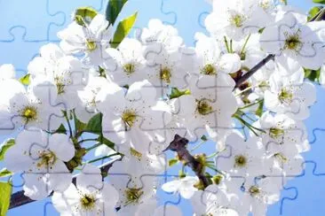 luna azul jigsaw puzzle