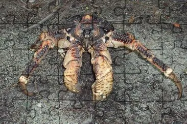 Enormous Hermit Crab