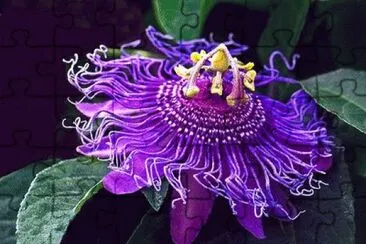 The Passion Flower jigsaw puzzle