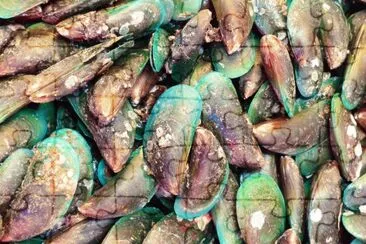 Pearl Mussel Shells