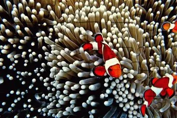 Clown Fish between the Anemone