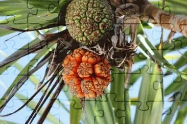 פאזל של Pandanusfruit   Zanzibar