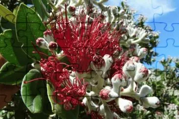 Puhutukawa Flower South Island  New Sealand jigsaw puzzle