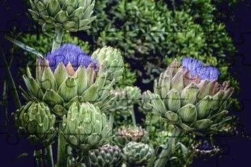 Artichokes with Flowers  California