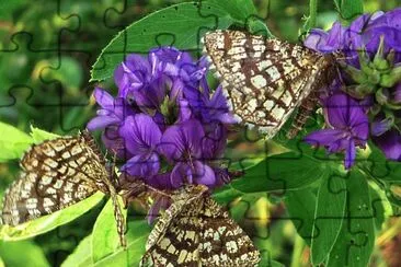 Busy Butterflys jigsaw puzzle