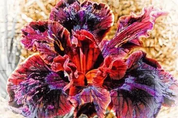 Exotic Flower  California  USA jigsaw puzzle