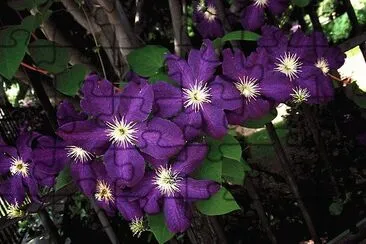 Purple Clematis on Fence jigsaw puzzle