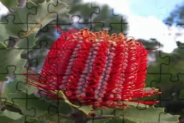 Banksia Coccinea - Australia