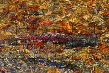 Spawning Salmon