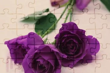 Romantic Purple Roses