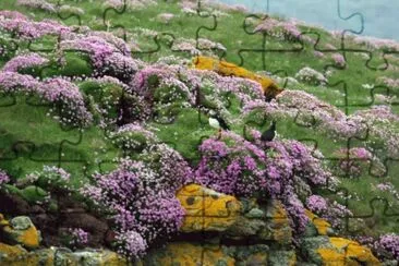 Handa Island  Schotland jigsaw puzzle