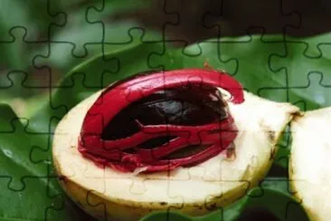Nutmeg  Kalibaru  East Java