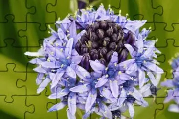 Flower  New Sealand