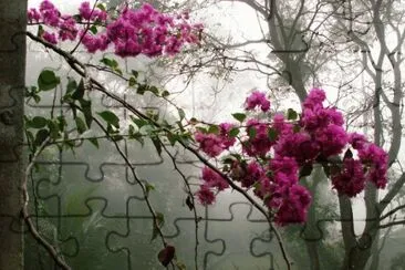 Bougainvillaea  Costa Rica