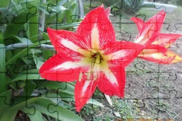 flor