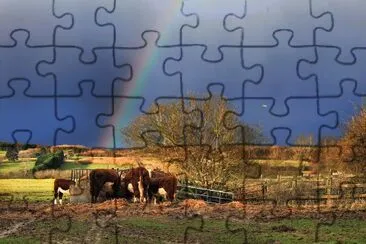 Rainbow cows jigsaw puzzle