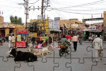Holy Cows on the Street  India