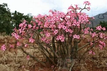 Desert Rose  Tanzania jigsaw puzzle