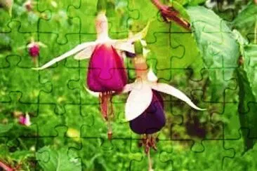 dancing flowers-30