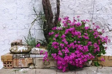 Flowers in Loutro  Crete   Greece jigsaw puzzle