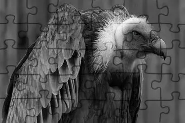 ANIMALES jigsaw puzzle