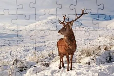 winter jigsaw puzzle