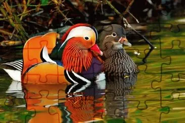 Mandarin Ducks couple jigsaw puzzle