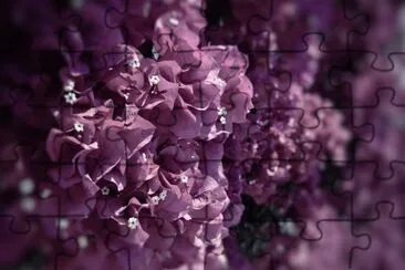 Purple Flowers jigsaw puzzle