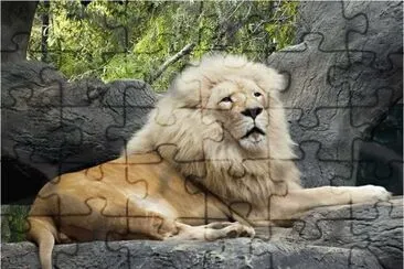 Beautiful Lion