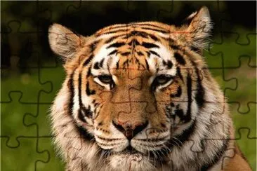 Beautiful Tiger